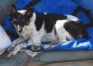 Lead guide "Ferocius Crocdilius jnr,"    