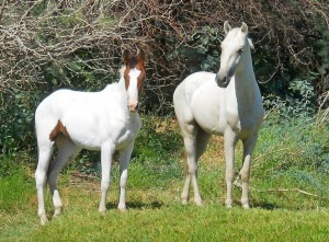 Orange River Rafting Klein-Pella  