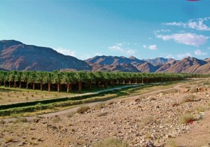 Date farming at Klein Pella            